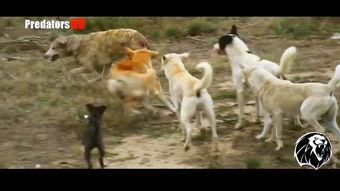 狼咬死狗视频,惊心动魄的狼咬狗生死瞬间