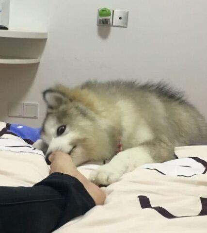 狗闻主人脚视频,揭秘主人脚下的秘密情感纽带